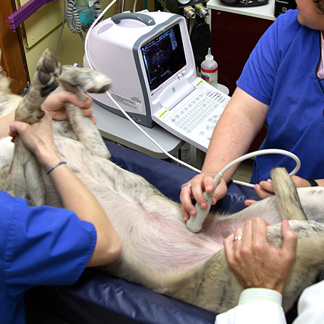 Ultrasounds - Queen Anne Animal Clinic